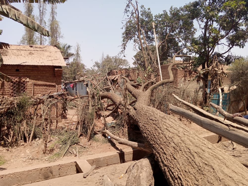 Lualaba : la chute d’un arbre fait un décès et plusieurs blessés à Musonoie
