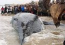 Muanda : contrairement aux rumeurs, la baleine est toujours en vie ! Muanda : contrairement aux rumeurs, la baleine est toujours en vie !