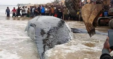 Muanda : contrairement aux rumeurs, la baleine est toujours en vie ! Muanda : contrairement aux rumeurs, la baleine est toujours en vie !