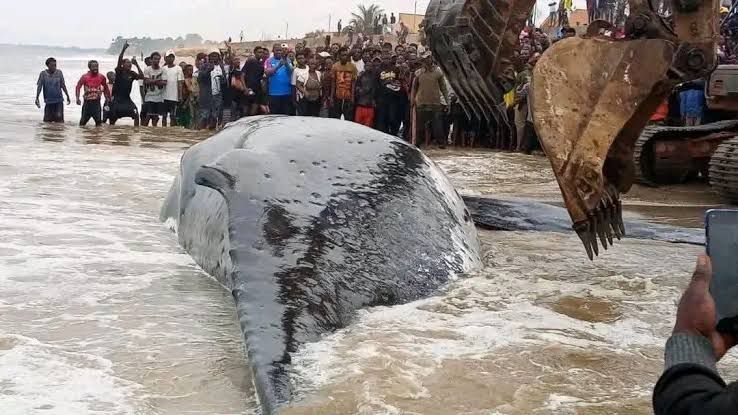 Muanda : contrairement aux rumeurs, la baleine est toujours en vie ! Muanda : contrairement aux rumeurs, la baleine est toujours en vie !